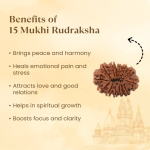 Nepal Origin 15 Mukhi Rudraksha - 17mm to 22mm - Image 2