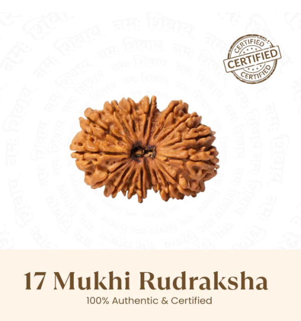 Nepal Origin 17 Mukhi Rudraksha - 17mm to 22mm 3 reviews Sharpens Focus Attracts Oppor