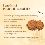 18 Mukhi Rudraksha Nepal Origin - Image 2
