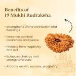Nepal Origin 19 Mukhi Rudraksha - 17mm to 22mm - Image 2