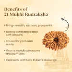 21 Mukhi Rudraksha - 17mm to 22mm - Image 2